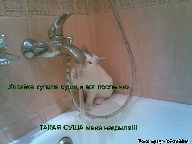 Котоматрица: Хозяйка купила суши,и вот после них Хозяйка купила суши,и вот после них ТАКАЯ СУША меня накрыла!!!