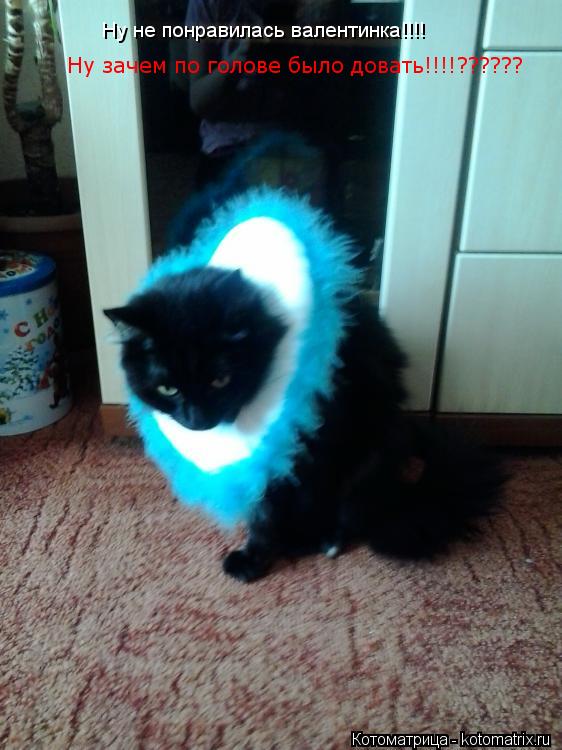 Котоматрица: Ну не понравилась валентинка!!!!  Ну зачем по голове было довать!!!!??????