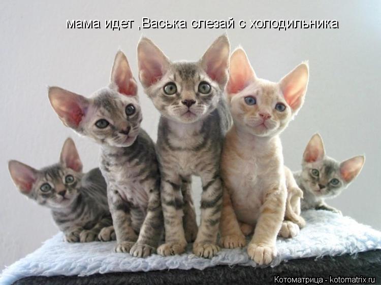 Котоматрица: мама идет ,Васька слезай с холодильника