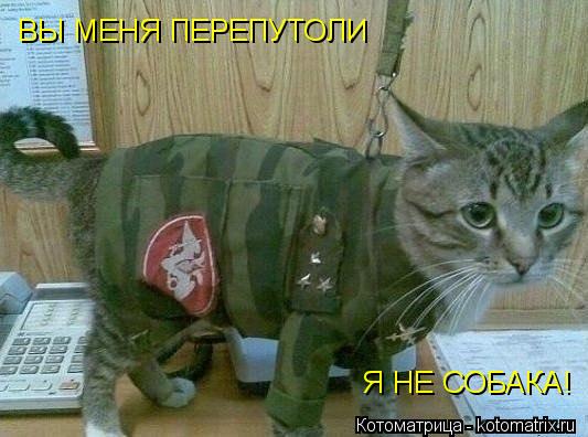 Котоматрица: ВЫ МЕНЯ ПЕРЕПУТОЛИ Я НЕ СОБАКА!