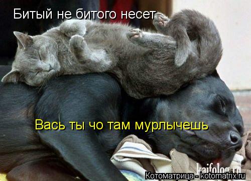 Котоматрица: Битый не битого несет Вась ты чо там мурлычешь