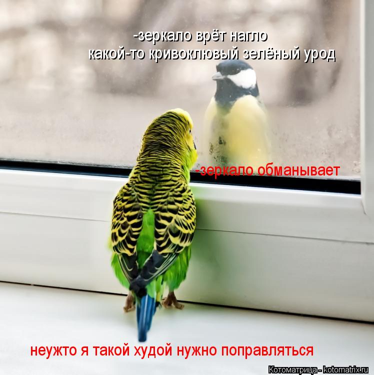 Котоматрица: -зеркало врёт нагло какой-то кривоклювый зелёный урод -зеркало обманывает  неужто я такой худой нужно поправляться
