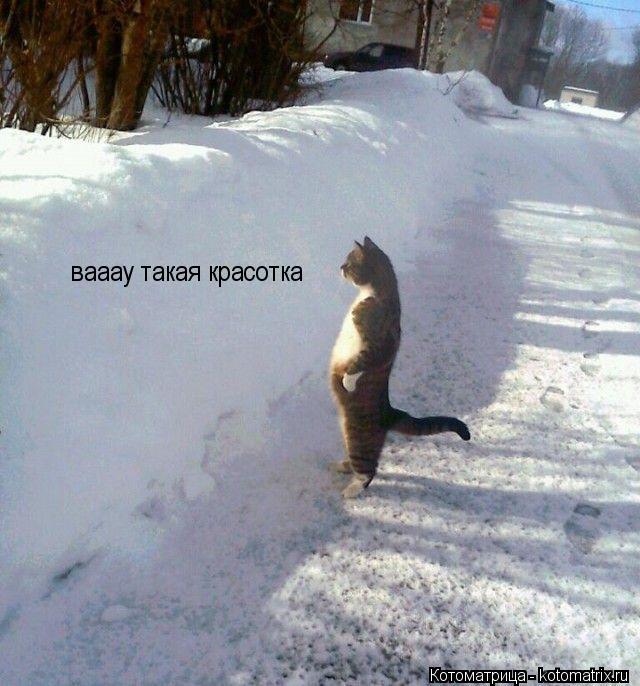 вааау такая красотка... Котоматрица: вааау такая красотка