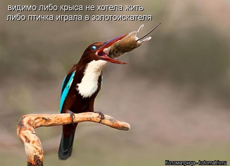 Котоматрица: видимо либо крыса не хотела жить либо птичка играла в золотоискателя