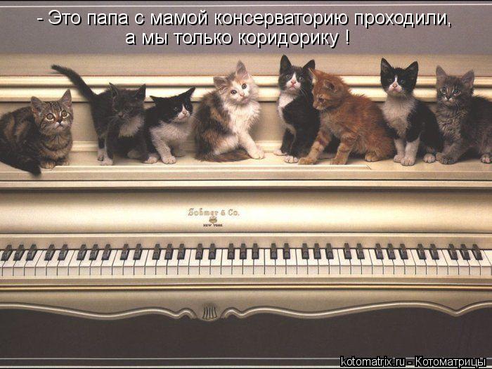 Котоматрица: - Это папа с мамой консерваторию проходили,  а мы только коридорику !