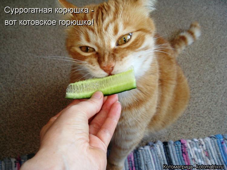Котоматрица: Суррогатная корюшка -  вот котовское горюшко!