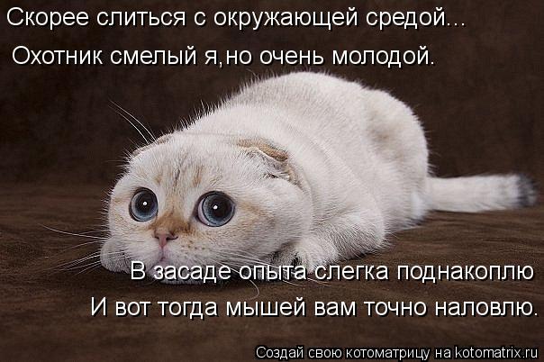 Скорее слиться с окружающей средой... Охотник смелый я,но очень молодой. В засаде опыта слегка поднак... Котоматрица: Скорее слиться с окружающей средой... Охотник смелый я,но очень молодой. В засаде опыта слегка поднакоплю И вот тогда мышей вам точно наловл