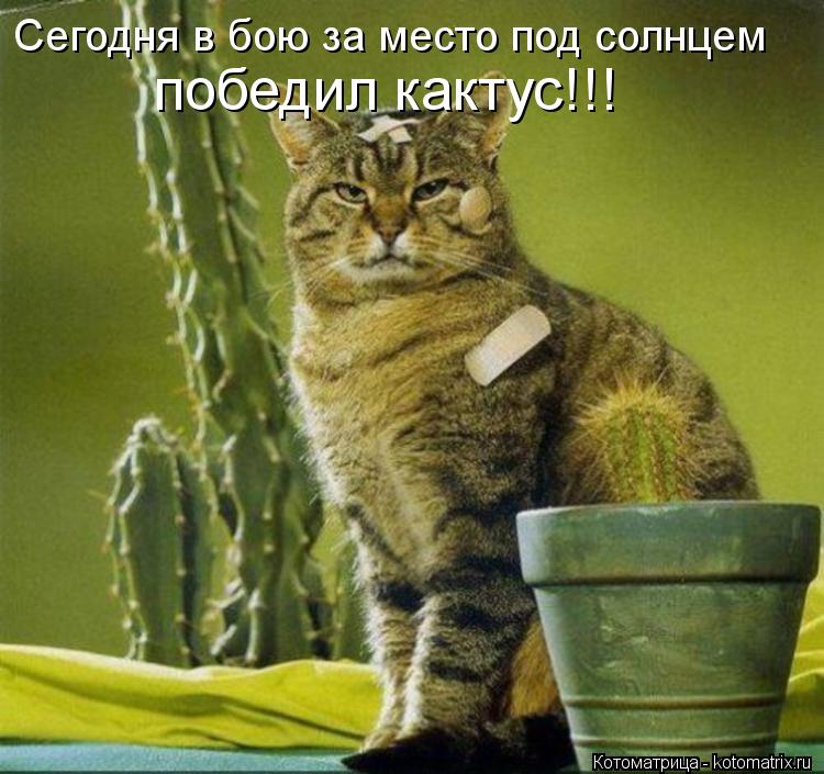Сегодня в бою за место под солнцем победил кактус!!!... Котоматрица: Сегодня в бою за место под солнцем победил кактус!!!