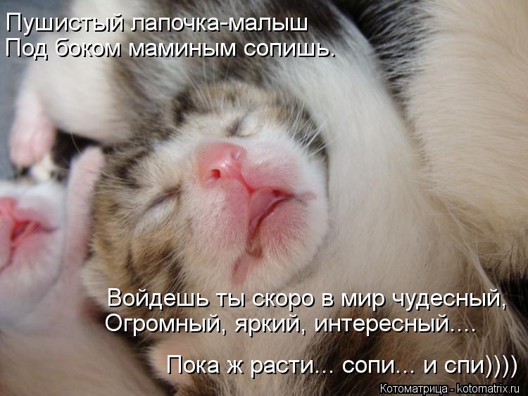 Пушистый лапочка-малыш Войдешь ты скоро в мир чудесный, Пока ж расти... сопи... и спи)))) Под боком м... Котоматрица: Пушистый лапочка-малыш Войдешь ты скоро в мир чудесный, Пока ж расти... сопи... и спи)))) Под боком маминым сопишь. Огромный, яркий, интересный....