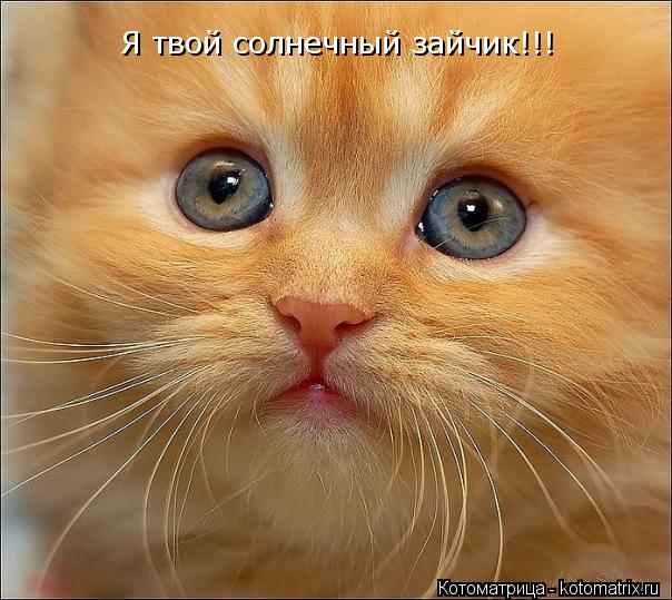 Котоматрица: Я твой солнечный зайчик!!!