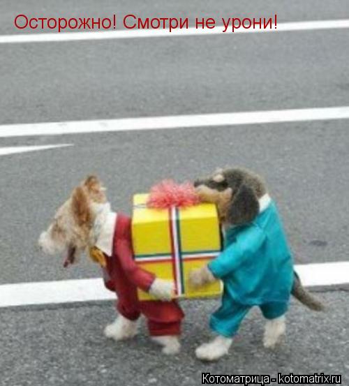 Котоматрица: Осторожно! Смотри не урони!