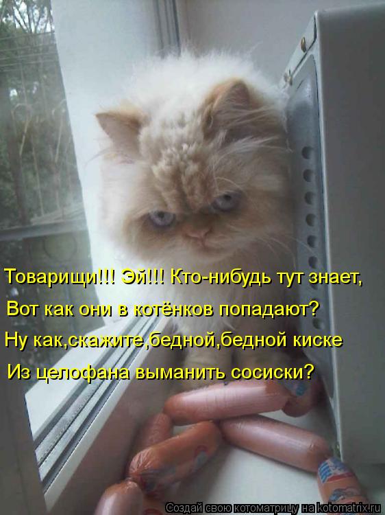Котоматрица: Товарищи!!! Эй!!! Кто-нибудь тут знает, Вот как они в котёнков попадают? Ну как,скажите,бедной,бедной киске Из целофана выманить сосиски?