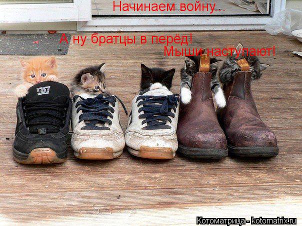 Котоматрица: А ну братцы в перёд! Мыши наступают! Начинаем войну...