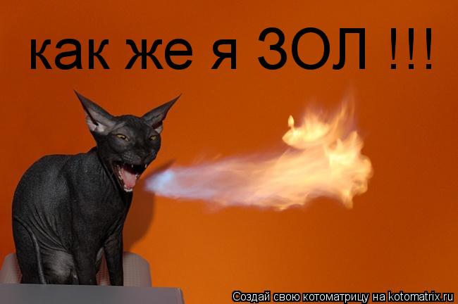 Котоматрица: как же я ЗОЛ !!!