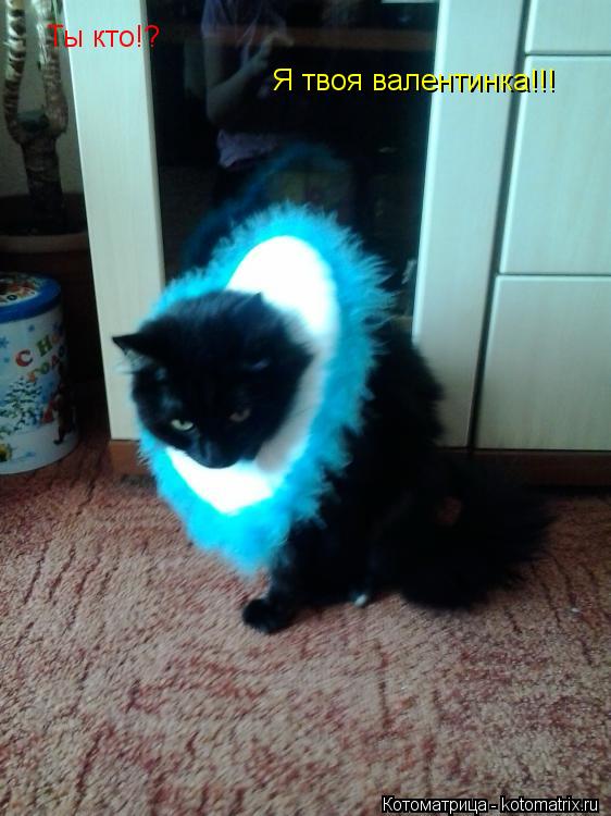 Котоматрица: Ты кто!? Я твоя валентинка!!!