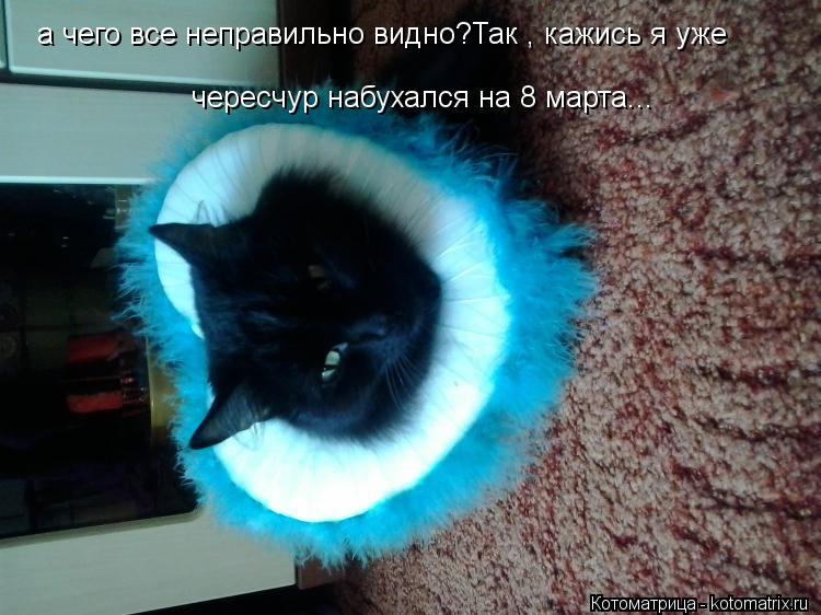 Котоматрица: а чего все неправильно видно?Так , кажись я уже  чересчур набухался на 8 марта...
