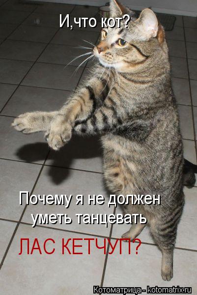 Котоматрица: И,что кот? Почему я не должен  уметь танцевать ЛАС КЕТЧУП?
