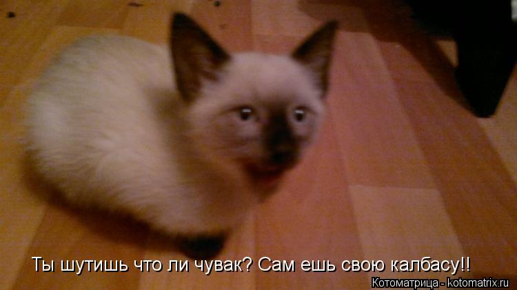 Ты шутишь что ли чувак? Сам ешь свою калбасу!!... Котоматрица: Ты шутишь что ли чувак? Сам ешь свою калбасу!!