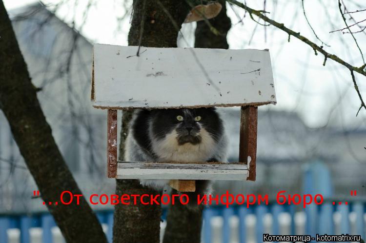 "...От советского информ бюро ..."... Котоматрица: "...От советского информ бюро ..."