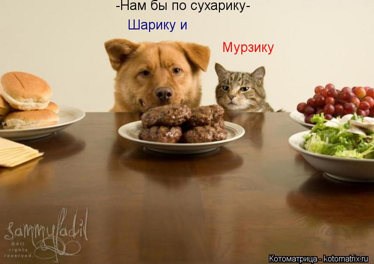 Котоматрица: -Нам бы по сухарику- Мурзику Шарику и