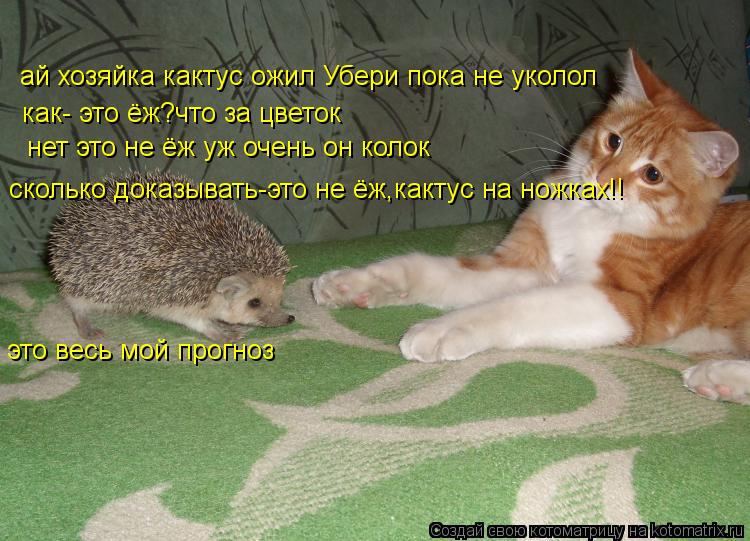 Котоматрица: как- это ёж?что за цветок нет это не ёж уж очень он колок сколько доказывать-это не ёж,кактус на ножках!!  ай хозяйка кактус ожил Убери пока не 