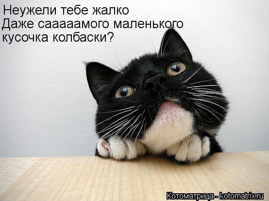 Котоматрица: Неужели тебе жалко Даже сааааамого маленького  кусочка колбаски?