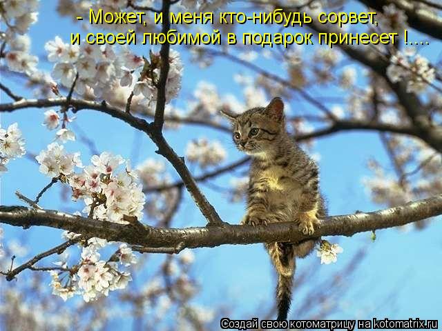 Котоматрица: - Может, и меня кто-нибудь сорвет, и своей любимой в подарок принесет !....