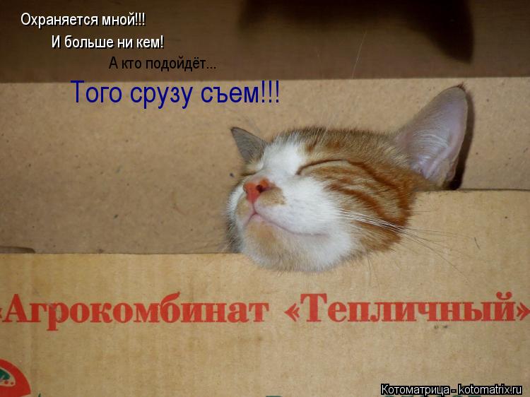 Котоматрица: Охраняется мной!!! И больше ни кем! А кто подойдёт... Того срузу съем!!!