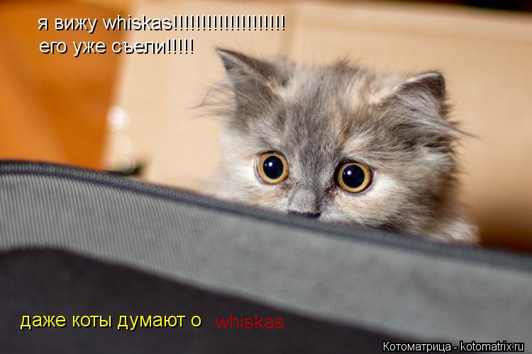 Котоматрица: я вижу whiskas!!!!!!!!!!!!!!!!!!!! его уже съели!!!!! его уже съели!!!!! даже коты думают о  whiskas