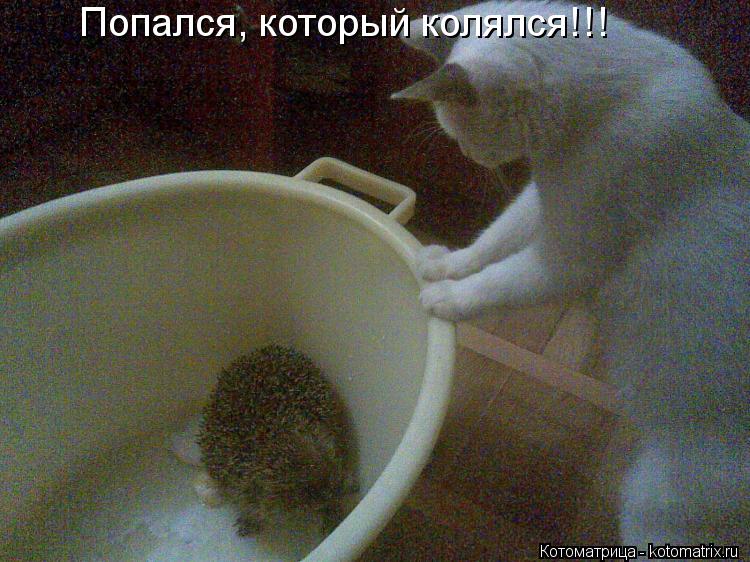Котоматрица: Попался, который колялся!!!