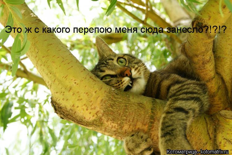 Котоматрица: Это ж с какого перепою меня сюда занесло?!?!?