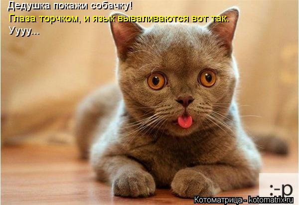 Котоматрица: Дедушка покажи собачку! Глаза торчком, и язык вываливаются вот так. Уууу...
