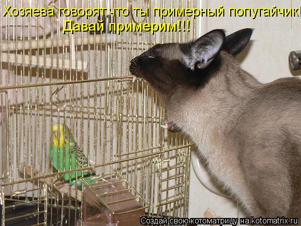 Хозяева говорят,что ты примерный попугайчик! Давай примерим!!!... Котоматрица: Хозяева говорят,что ты примерный попугайчик! Давай примерим!!!
