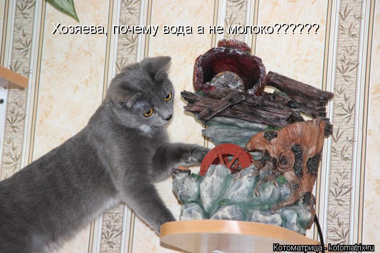Котоматрица: Хозяева, почему вода а не молоко??????