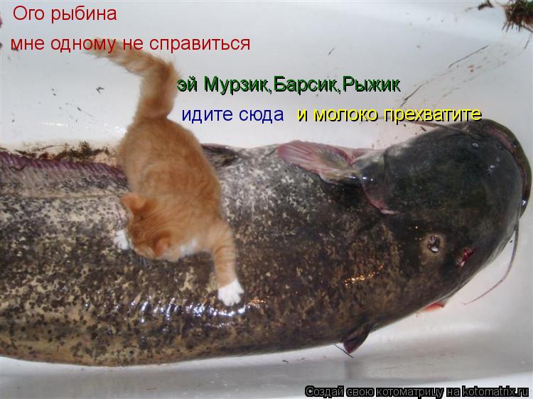 Котоматрица: Ого рыбина мне одному не справиться эй Мурзик,Барсик,Рыжик идите сюда и молоко прехватите
