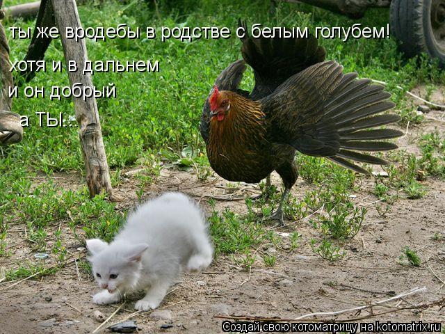 ты же вродебы в родстве с белым голубем! хотя и в дальнем и он добрый а ТЫ...... Котоматрица: ты же вродебы в родстве с белым голубем! хотя и в дальнем и он добрый а ТЫ...