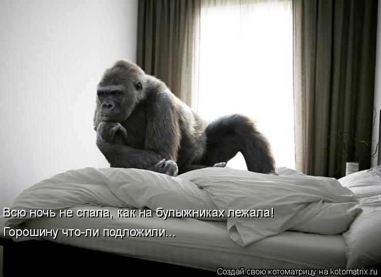 Котоматрица: Всю ночь не спала, как на булыжниках лежала!  Горошину что-ли подложили...