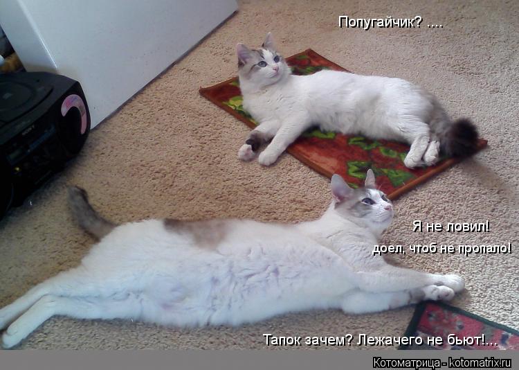 Котоматрица: Попугайчик? .... Я не ловил! доел, чтоб не пропало! Тапок зачем? Лежачего не бьют!...