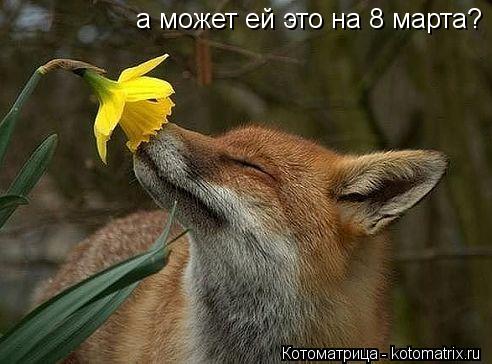 а может ей это на 8 марта?... Котоматрица: а может ей это на 8 марта?