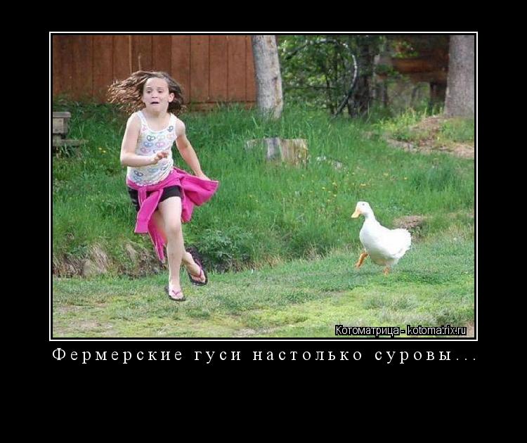 Котоматрица: Фермерские гуси настолько суровы... 