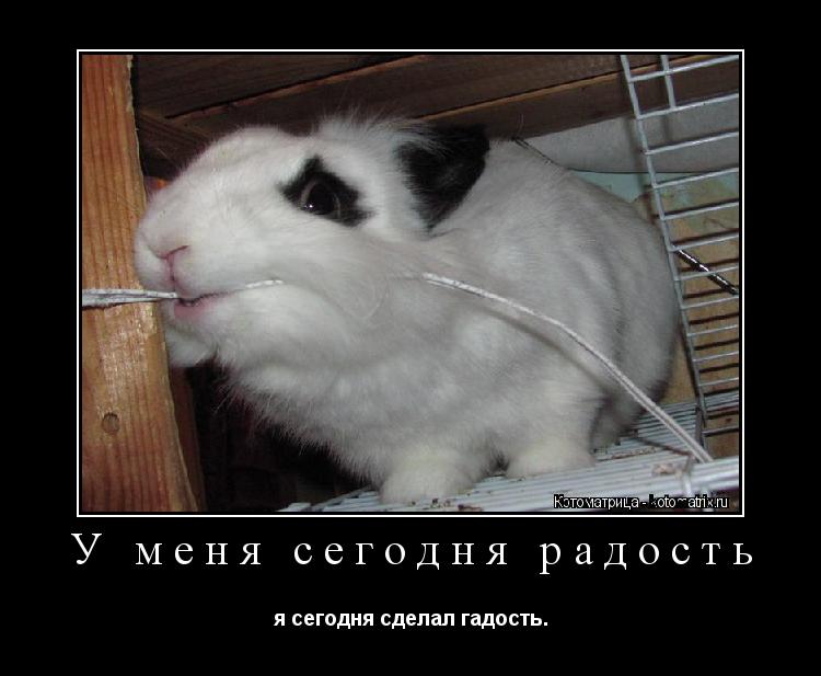 У меня сегодня радость я сегодня сделал гадость.... Котоматрица: У меня сегодня радость я сегодня сделал гадость.