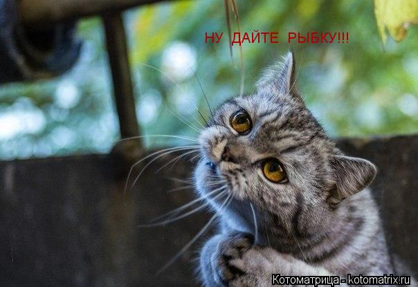 Котоматрица: НУ  ДАЙТЕ  РЫБКУ!!!