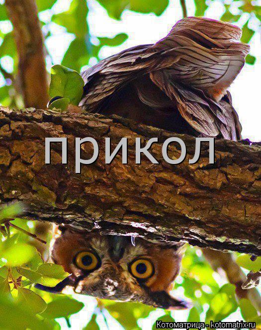 прикол... Котоматрица: прикол