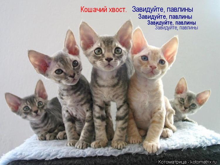 Кошачий хвост. Завидуйте, павлины Завидуйте, павлины Завидуйте, павлины Завидуйте, павлины... Котоматрица: Кошачий хвост. Завидуйте, павлины Завидуйте, павлины Завидуйте, павлины Завидуйте, павлины