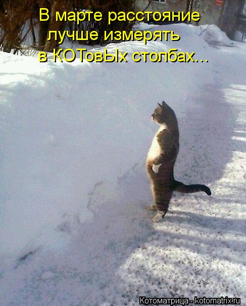 В марте расстояние лучше измерять в КОТовЫх столбах...... Котоматрица: В марте расстояние лучше измерять в КОТовЫх столбах...