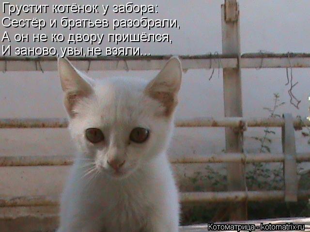 Котоматрица: Грустит котёнок у забора: Сестёр и братьев разобрали, А он не ко двору пришёлся, И заново,увы,не взяли...