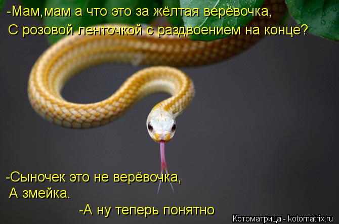 С розовой ленточкой с раздвоением на конце? -Сыночек это не верёвочка, А змейка. -Мам,мам а что это з... Котоматрица: С розовой ленточкой с раздвоением на конце? -Сыночек это не верёвочка, А змейка. -Мам,мам а что это за жёлтая верёвочка, -А ну теперь понятно