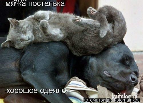 Котоматрица: -мягка постелька -мягка постелька -хорошое одеяло