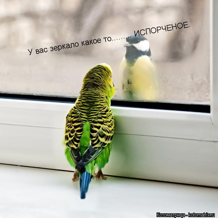 У вас зеркало какое то......... ИСПОРЧЕНОЕ.... Котоматрица: У вас зеркало какое то......... ИСПОРЧЕНОЕ.