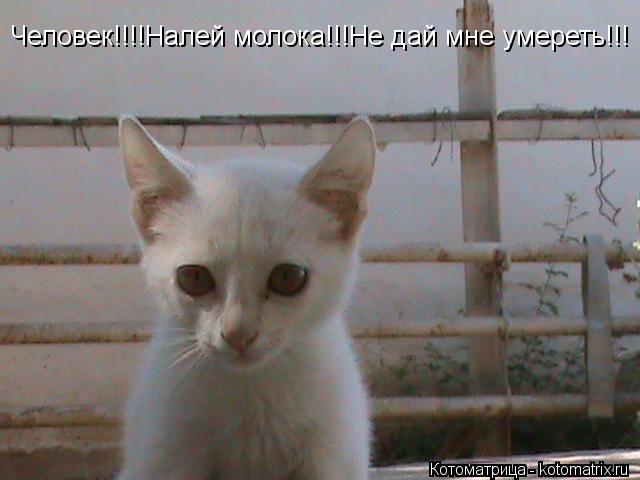 Котоматрица: Человек!!!!Налей молока!!!Не дай мне умереть!!!